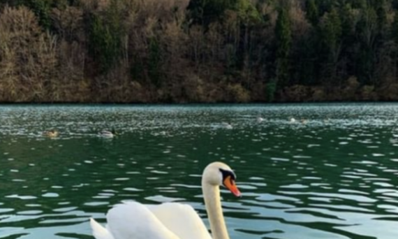 Zbiljsko jezero