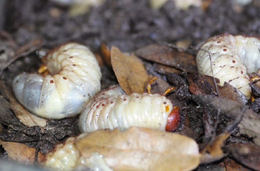 ličinke majskega hrošča
